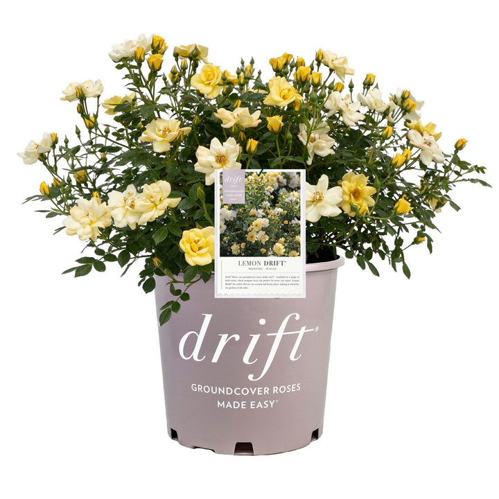 Lemon Drift® Rose
