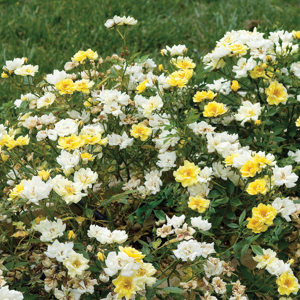 Lemon Drift® Rose