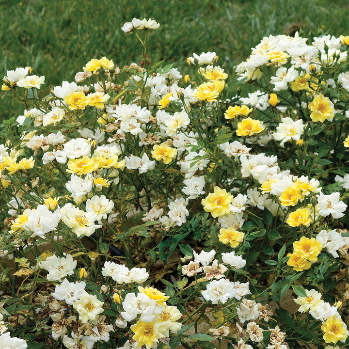 Lemon Drift® Rose