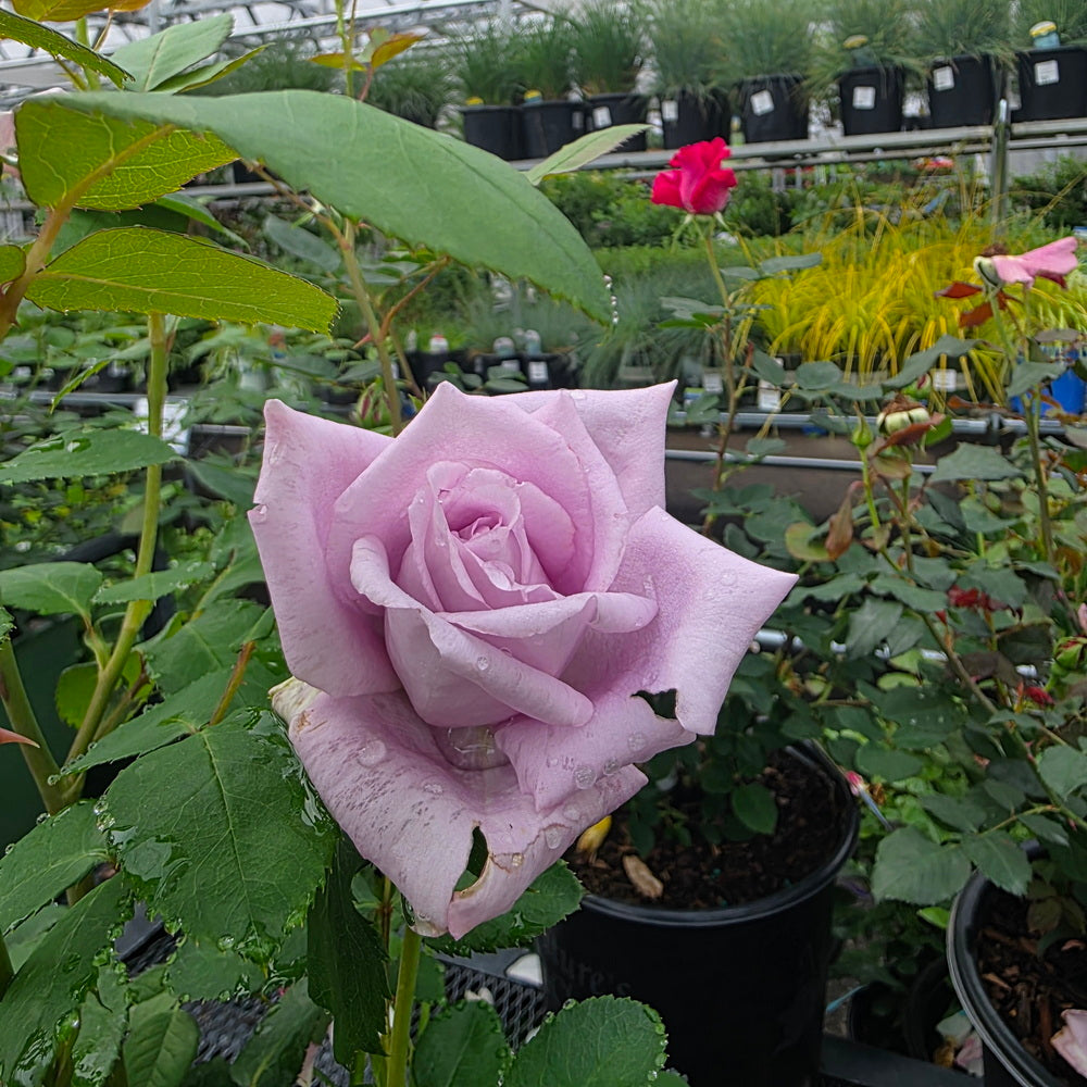 Blue Girl Rose