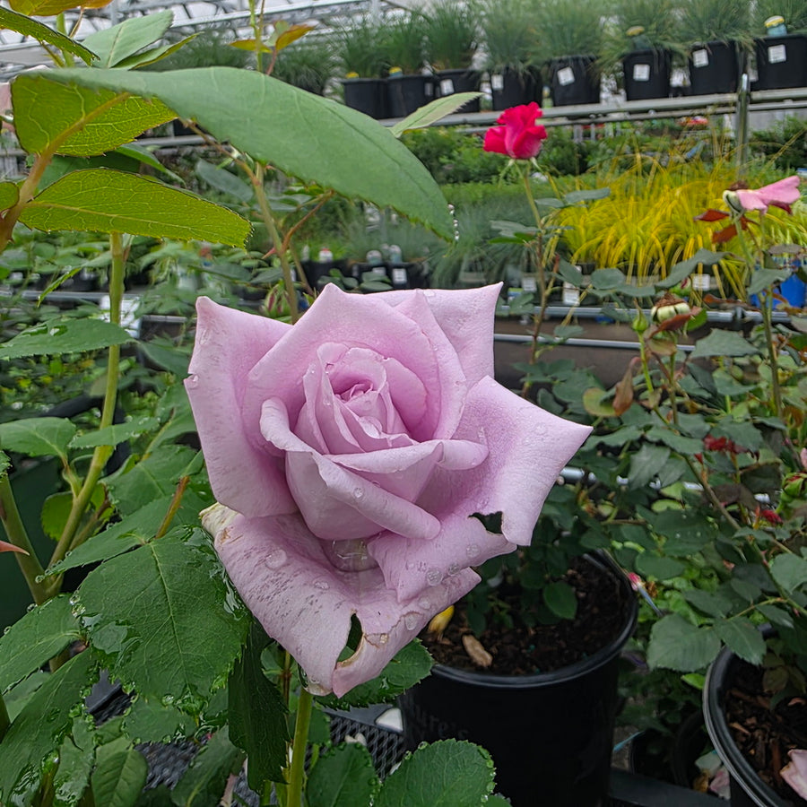 Blue Girl Rose