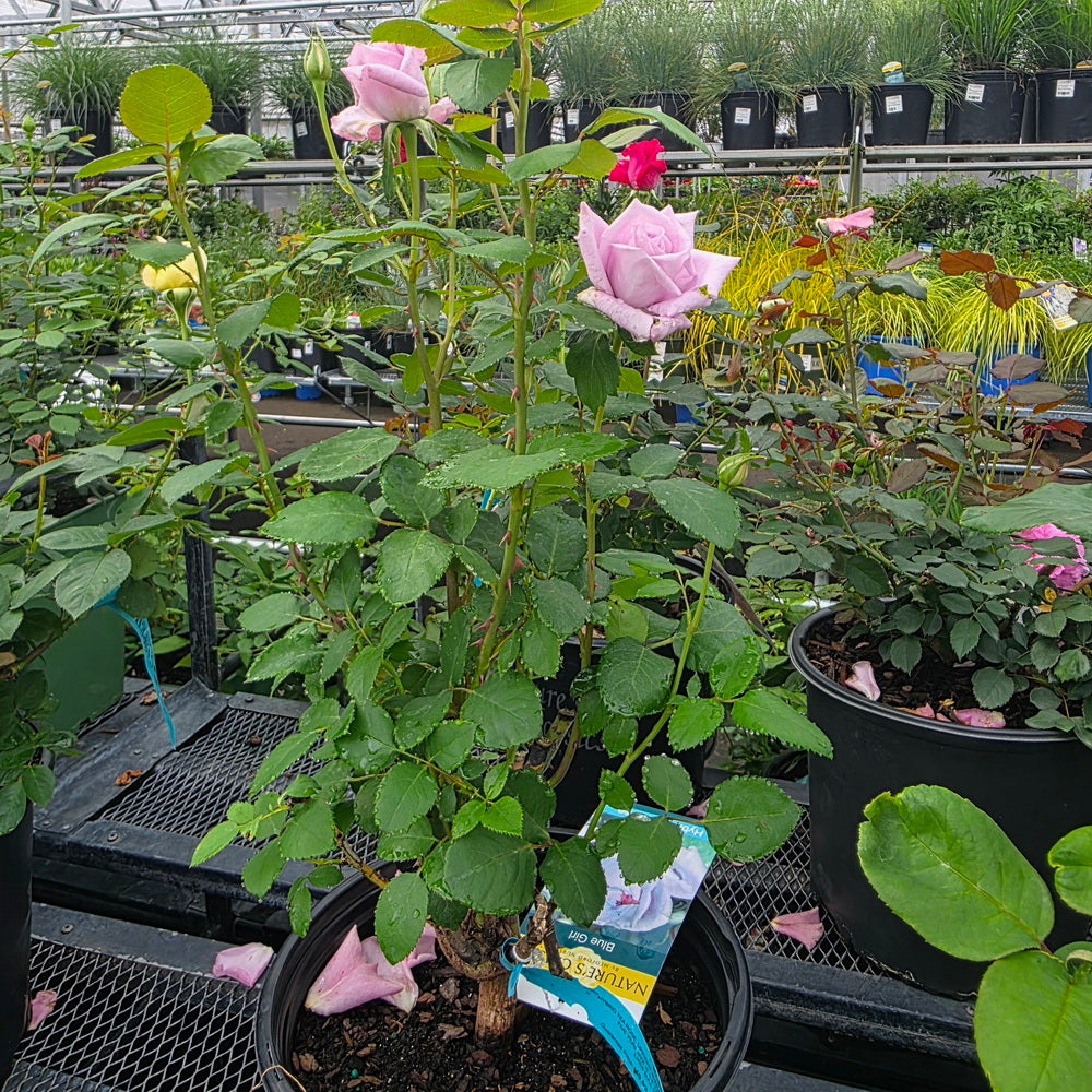 Blue Girl Rose