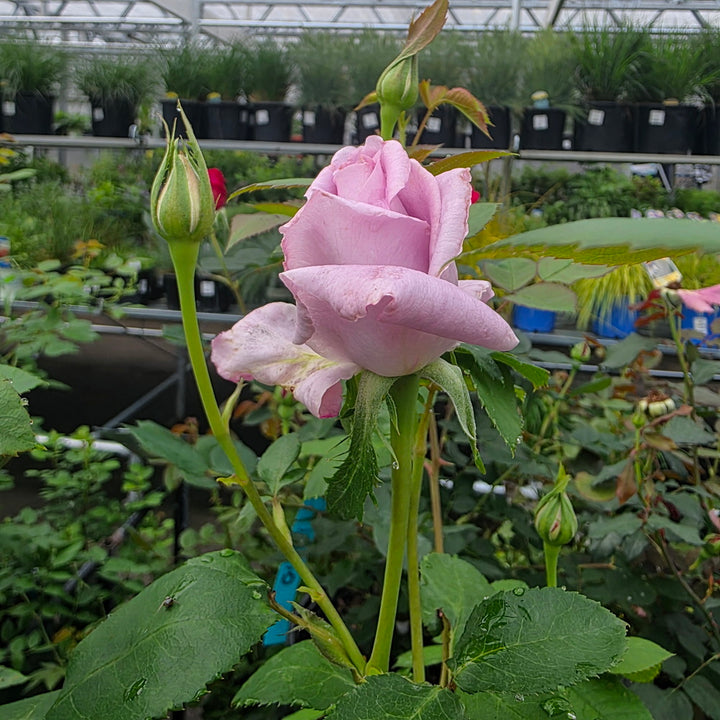 Blue Girl Rose