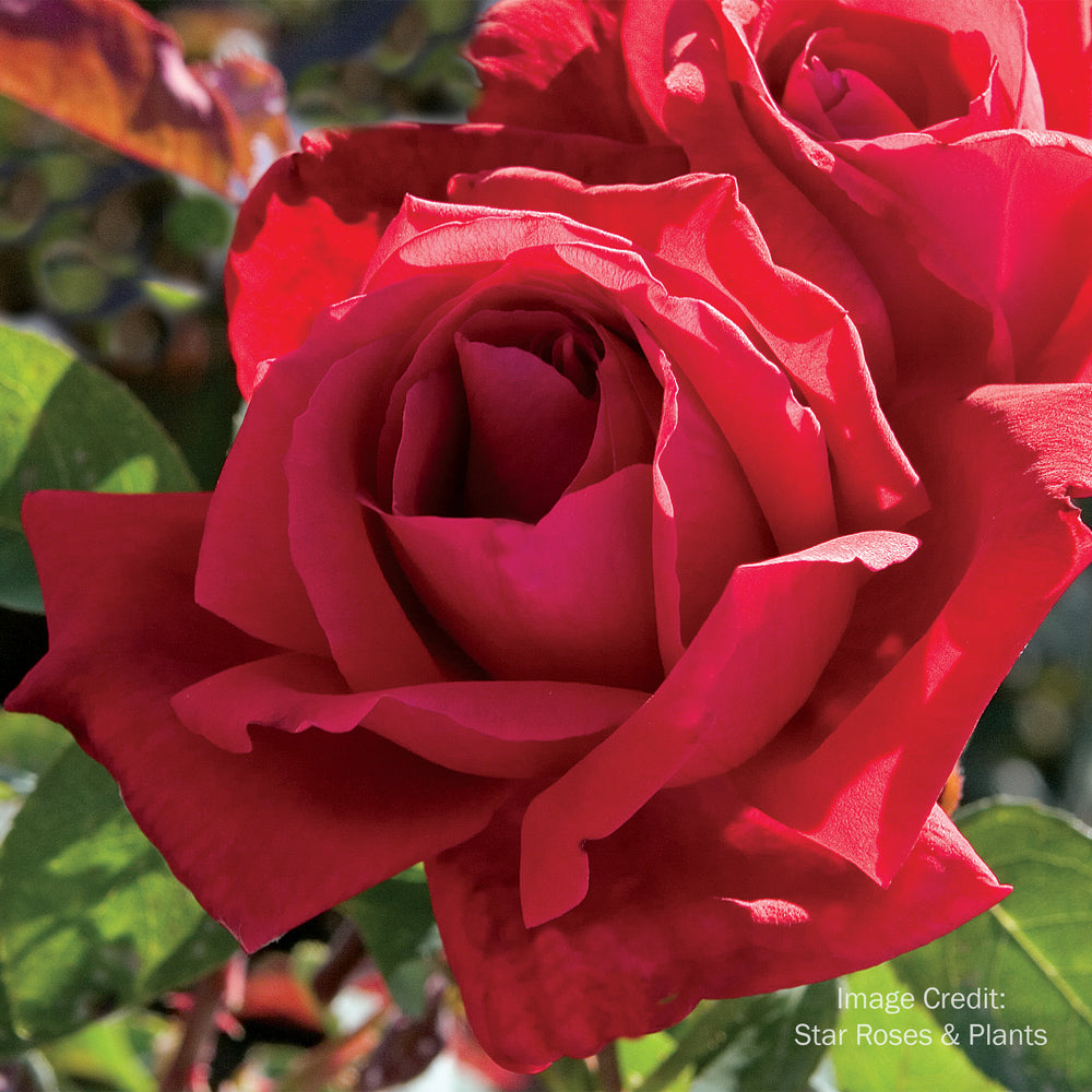 Chrysler Imperial Rose