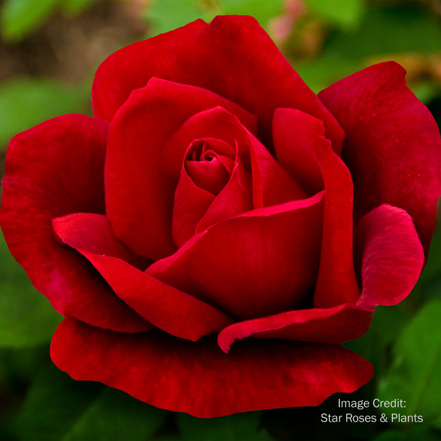 Chrysler Imperial Rose