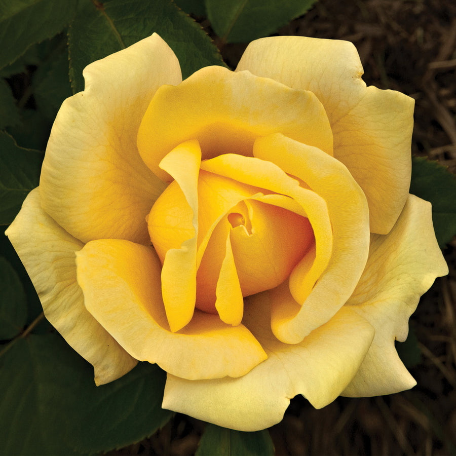 Eternal Flame™ Rose
