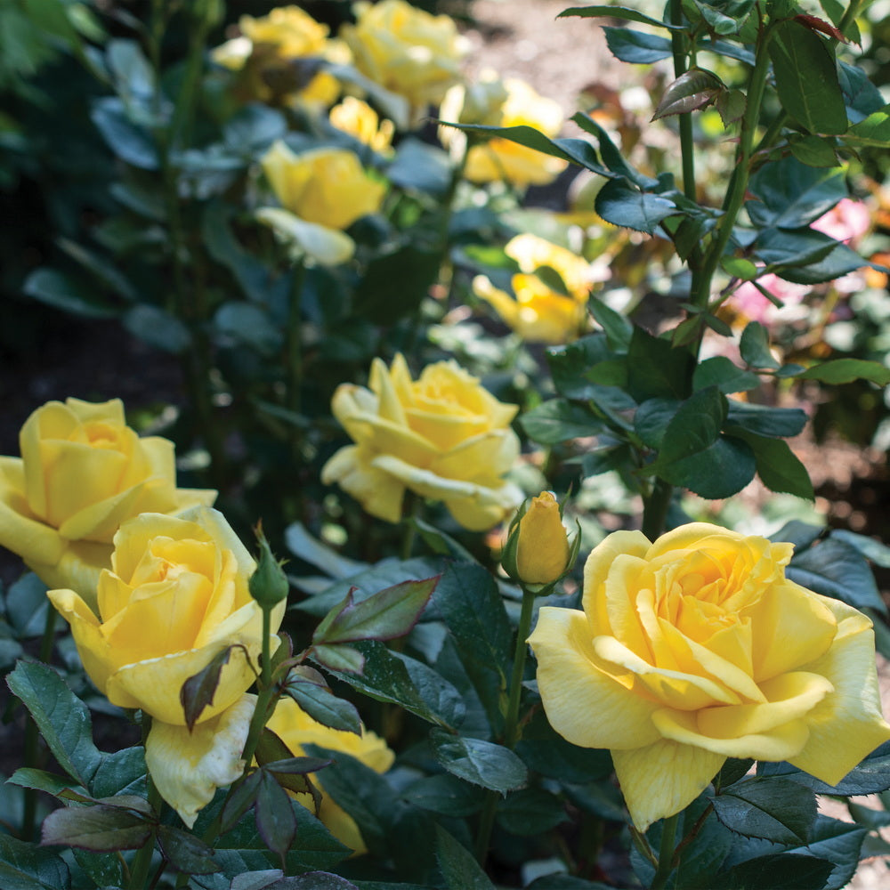 Eternal Flame™ Rose