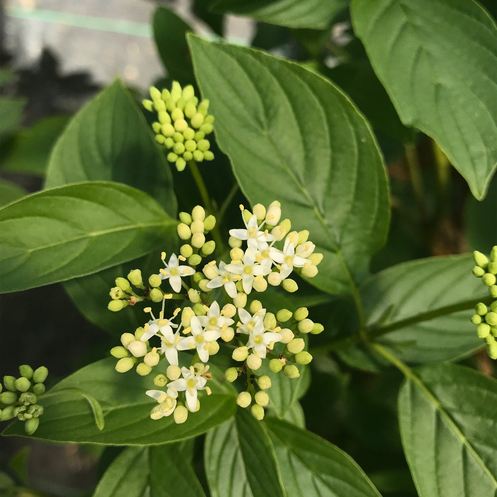 Arctic Fire® Yellow Red-Twig Dogwood