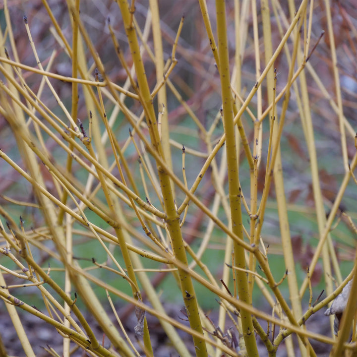 Arctic Fire® Yellow Red-Twig Dogwood