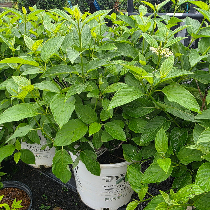 Arctic Fire® Yellow Red-Twig Dogwood