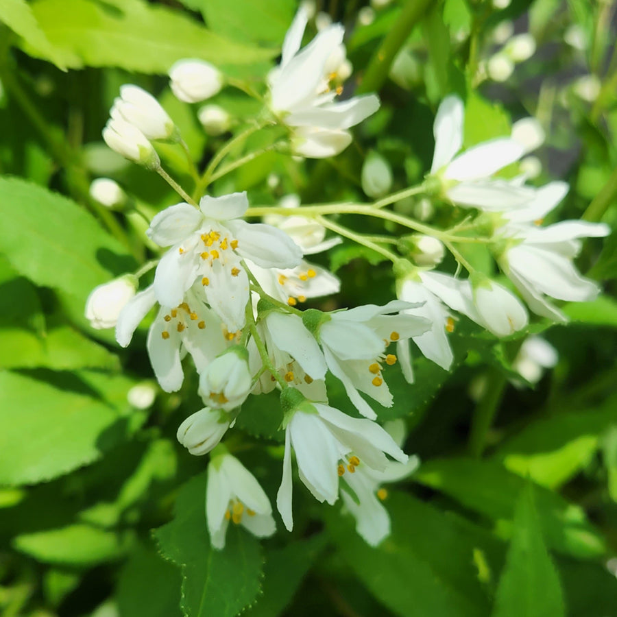 Yuki Snowflake® Deutzia