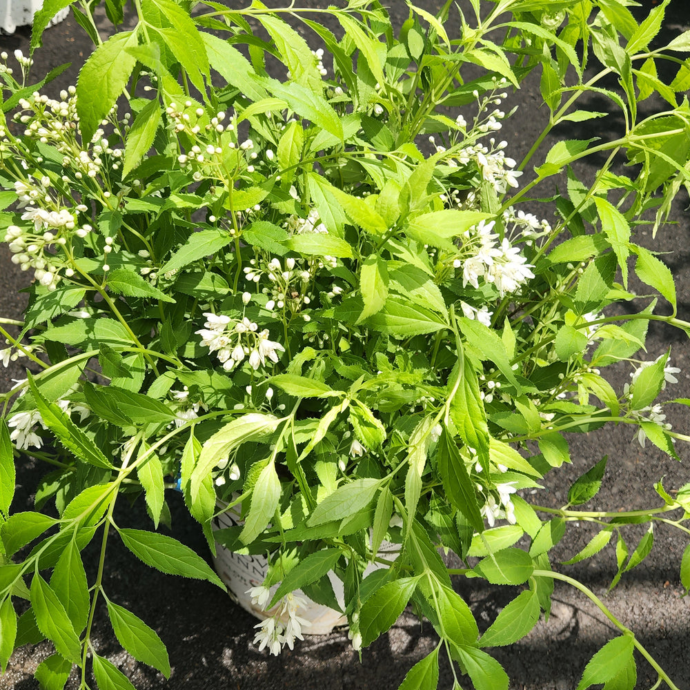 Yuki Snowflake® Deutzia