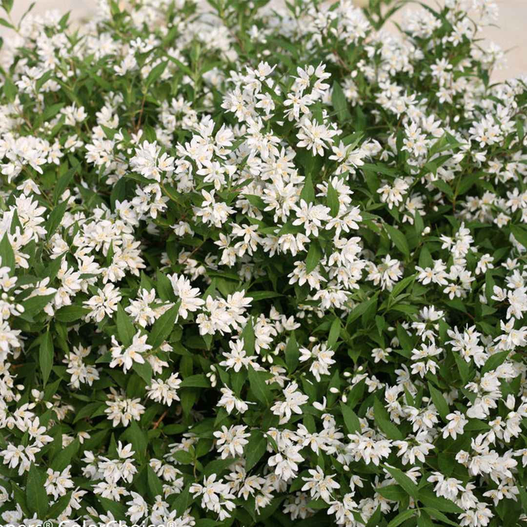 Yuki Snowflake® Deutzia
