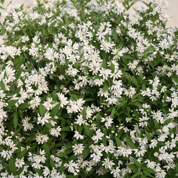 Yuki Snowflake® Deutzia