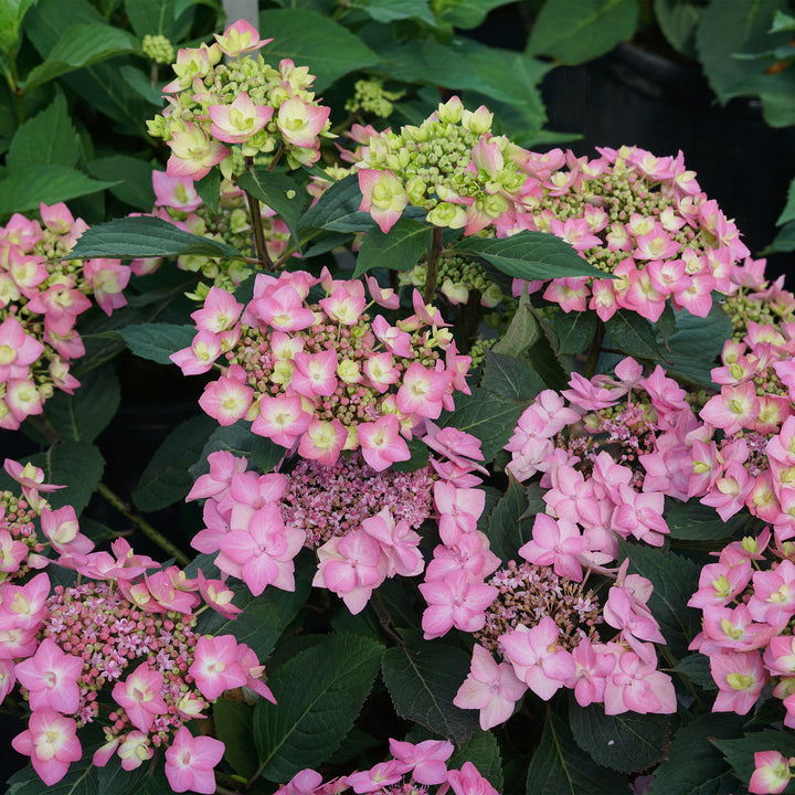 Let's Dance Can Do!® Reblooming Hydrangea
