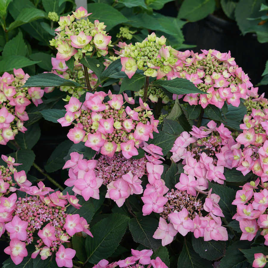 Let's Dance Can Do!® Reblooming Hydrangea