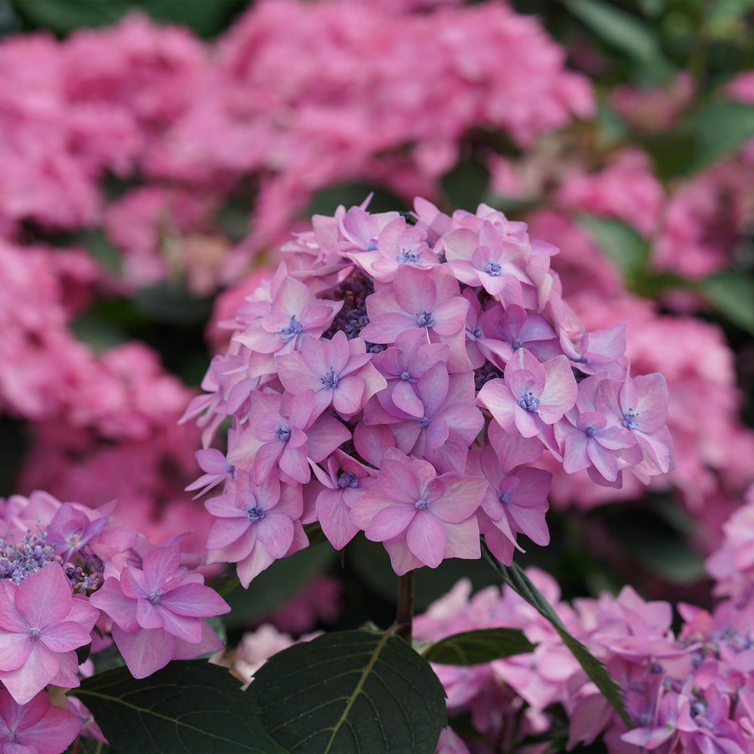 Let's Dance Can Do!® Reblooming Hydrangea