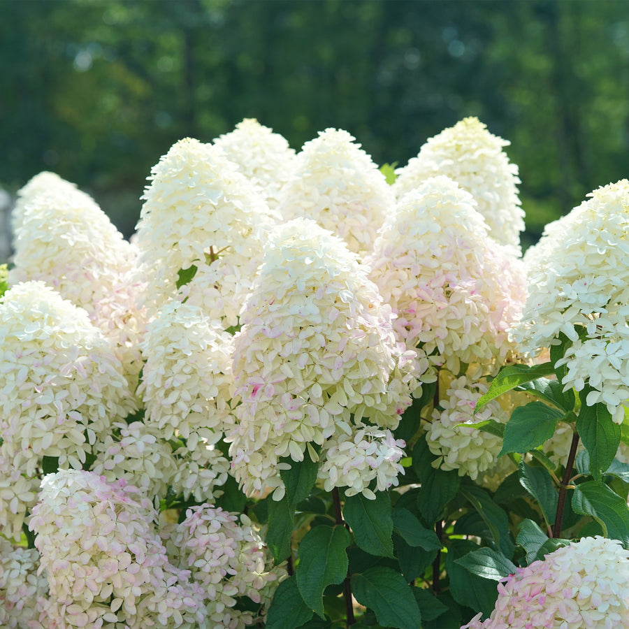 Quick Fire Fab® Panicle Hydrangea