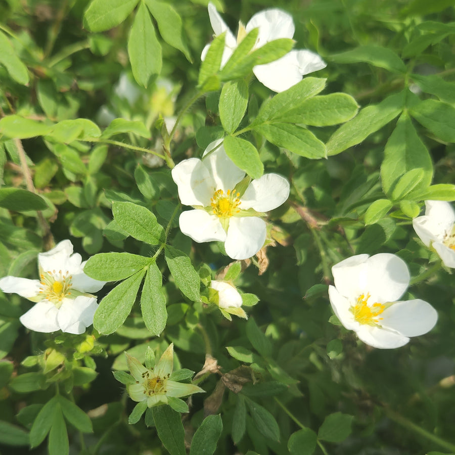 Happy Face® White Potentilla