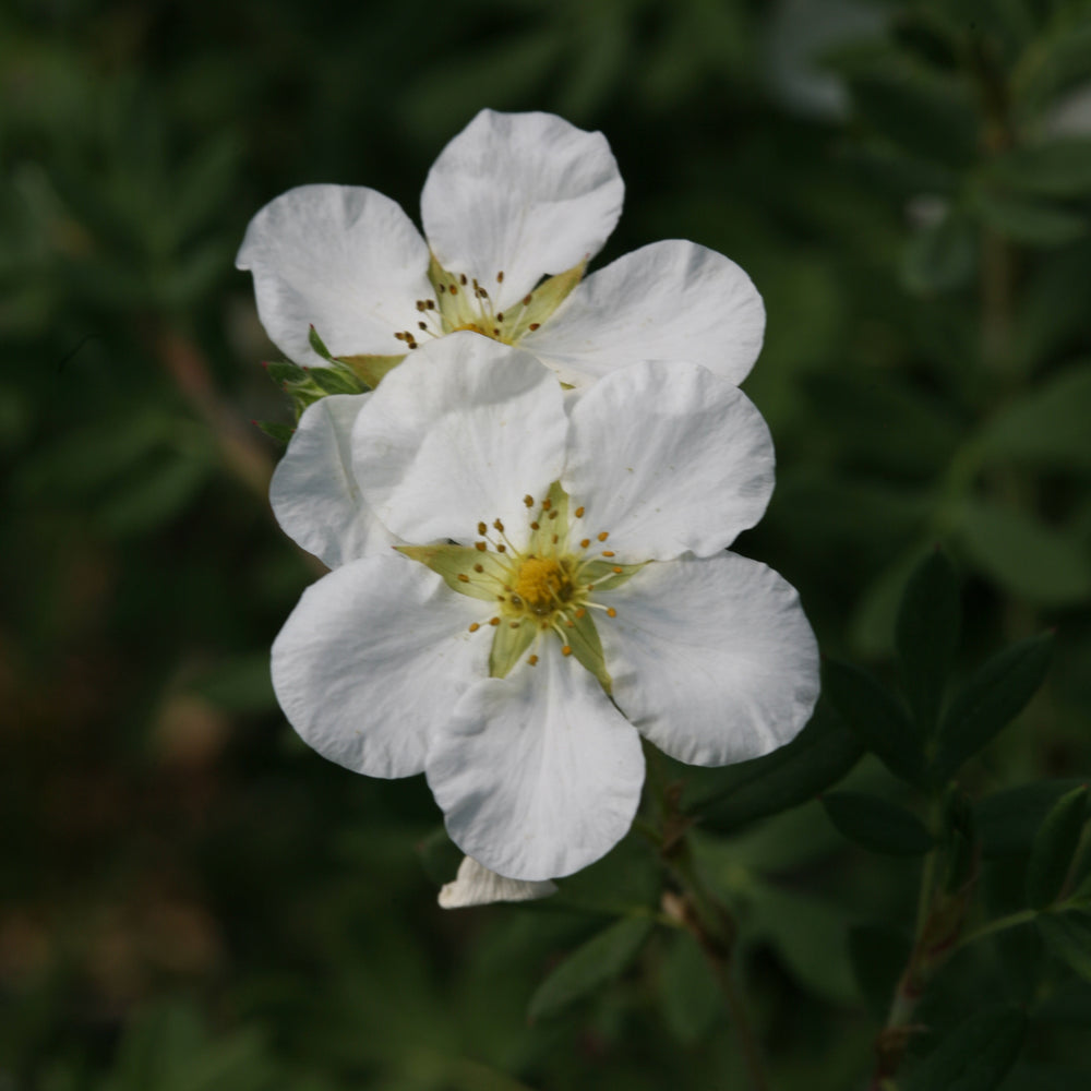 Happy Face® White Potentilla