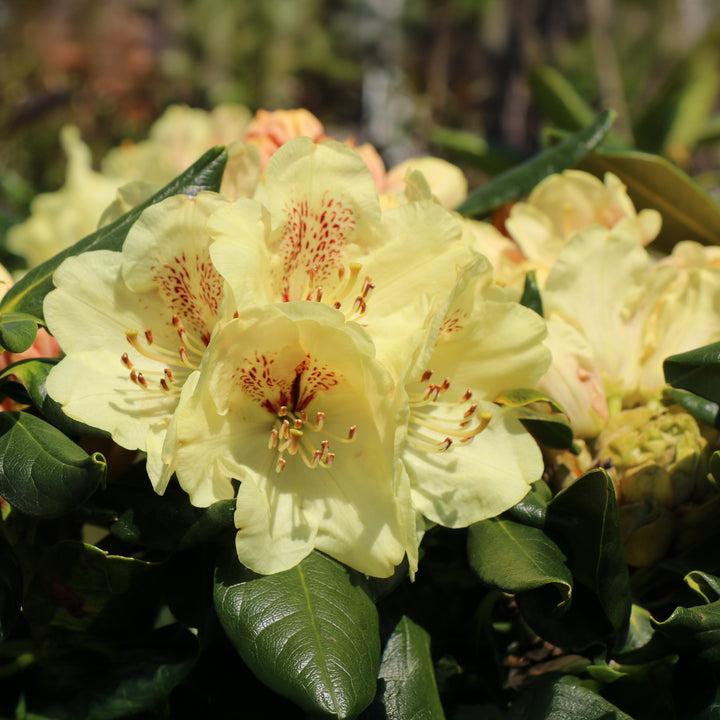 Miyama™ Gold Prinz Rhododendron