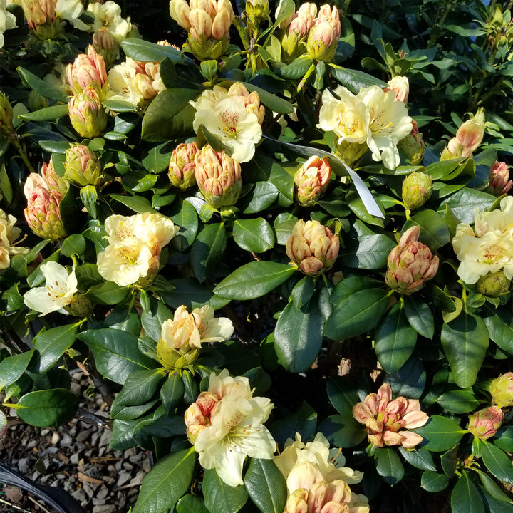 Miyama™ Gold Prinz Rhododendron