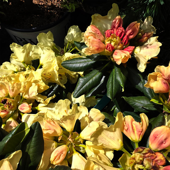 Miyama™ Gold Prinz Rhododendron
