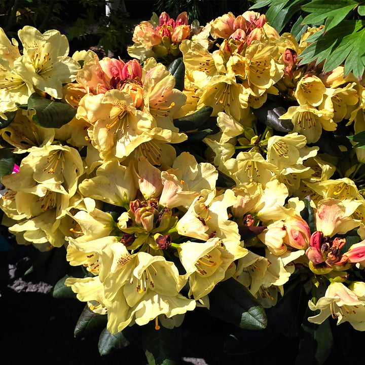 Miyama™ Gold Prinz Rhododendron