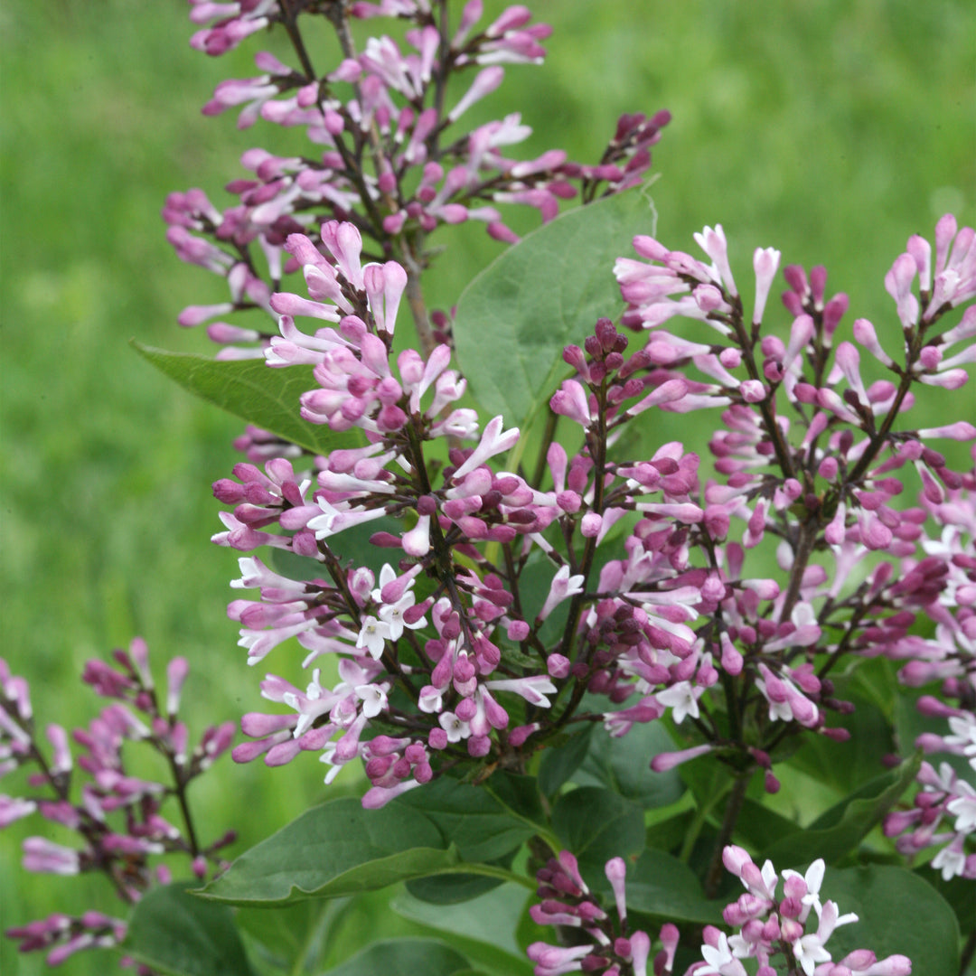 Baby Kim® Lilac