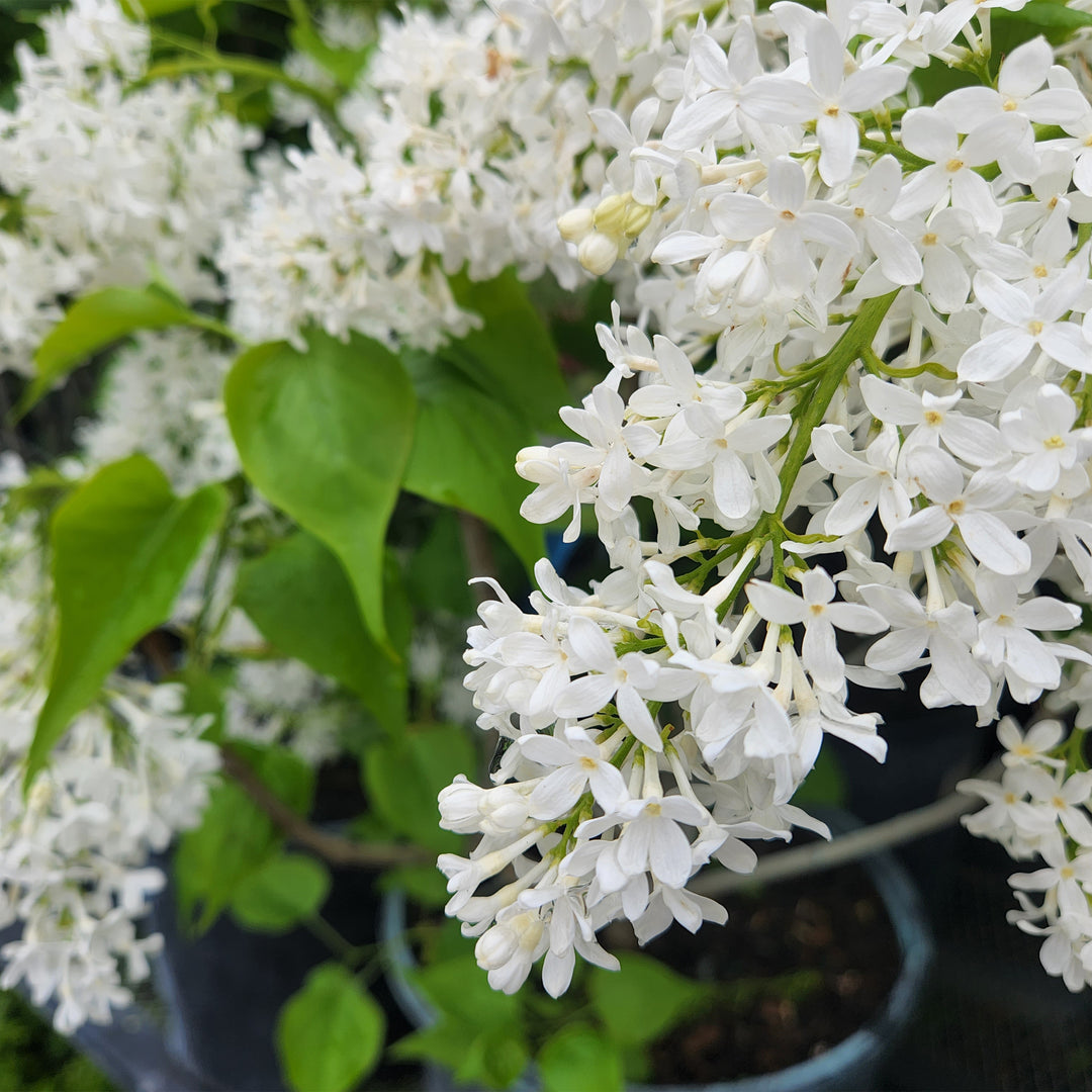New Age™ White Lilac