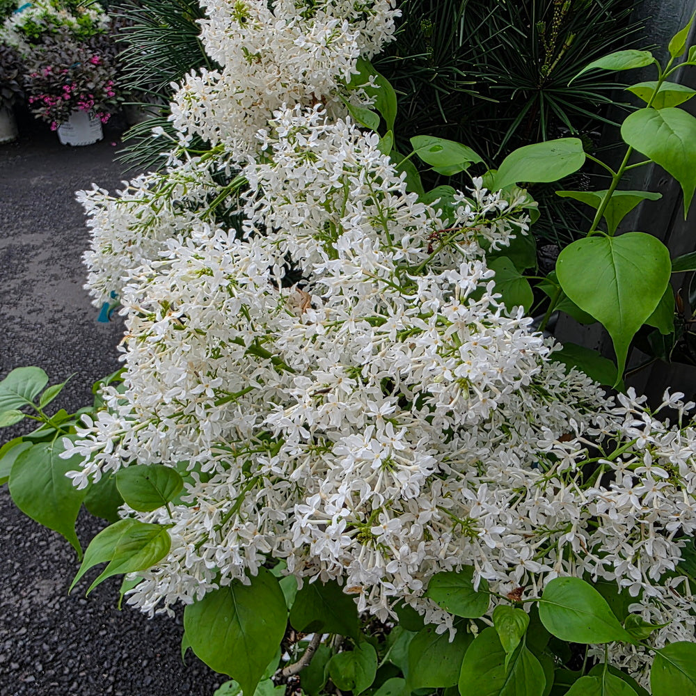 New Age™ White Lilac
