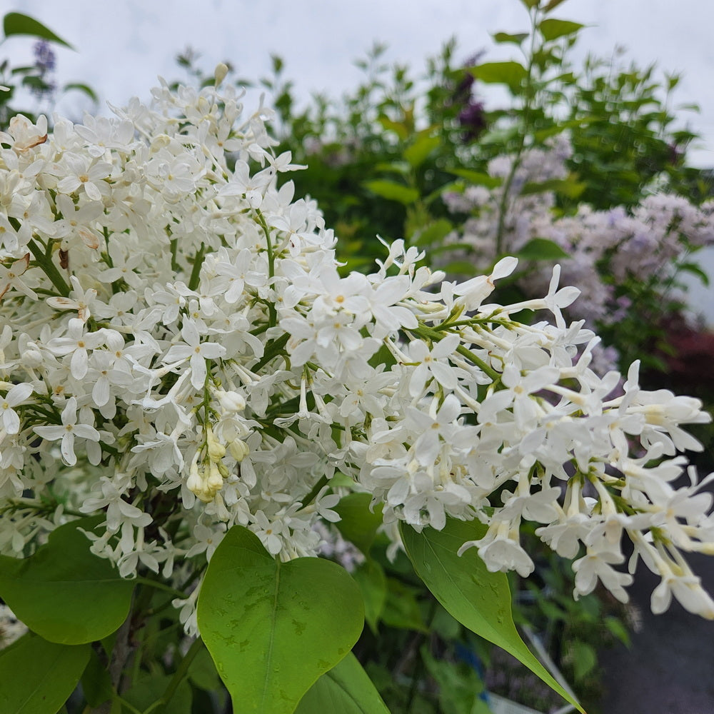 New Age™ White Lilac