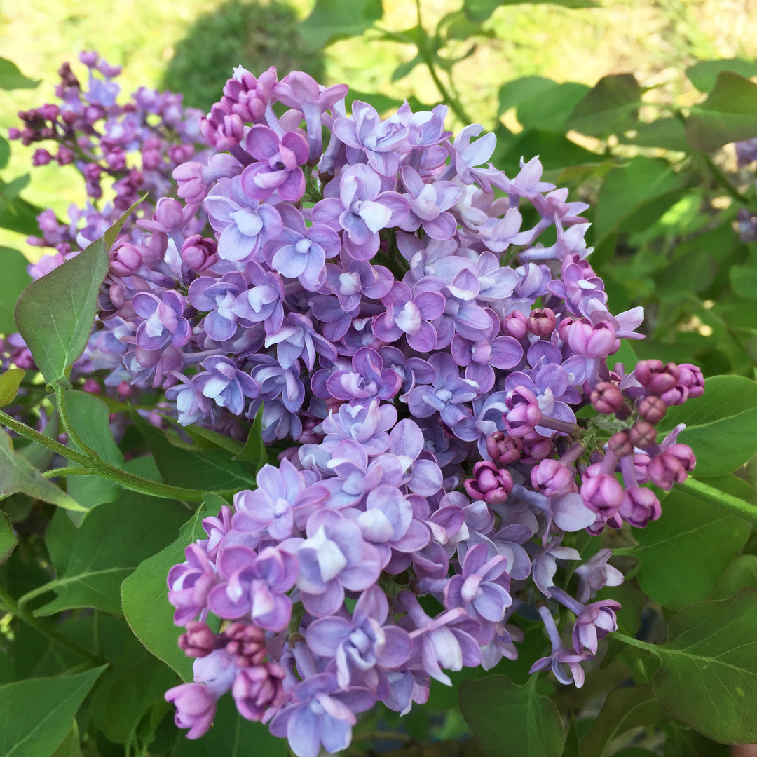 Scentara® Double Blue Lilac