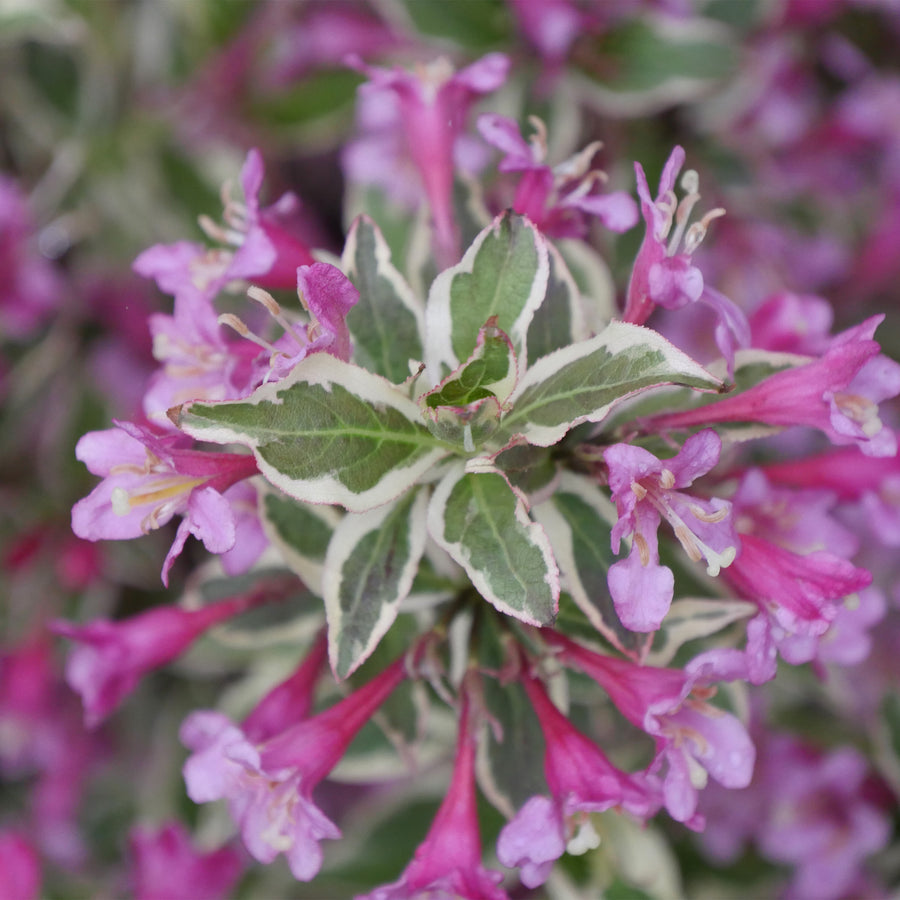 My Monet Purple Effect® Weigela