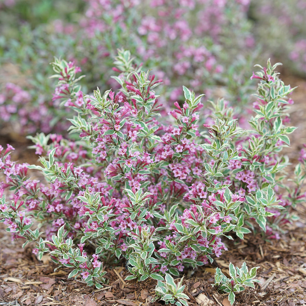 My Monet Purple Effect® Weigela