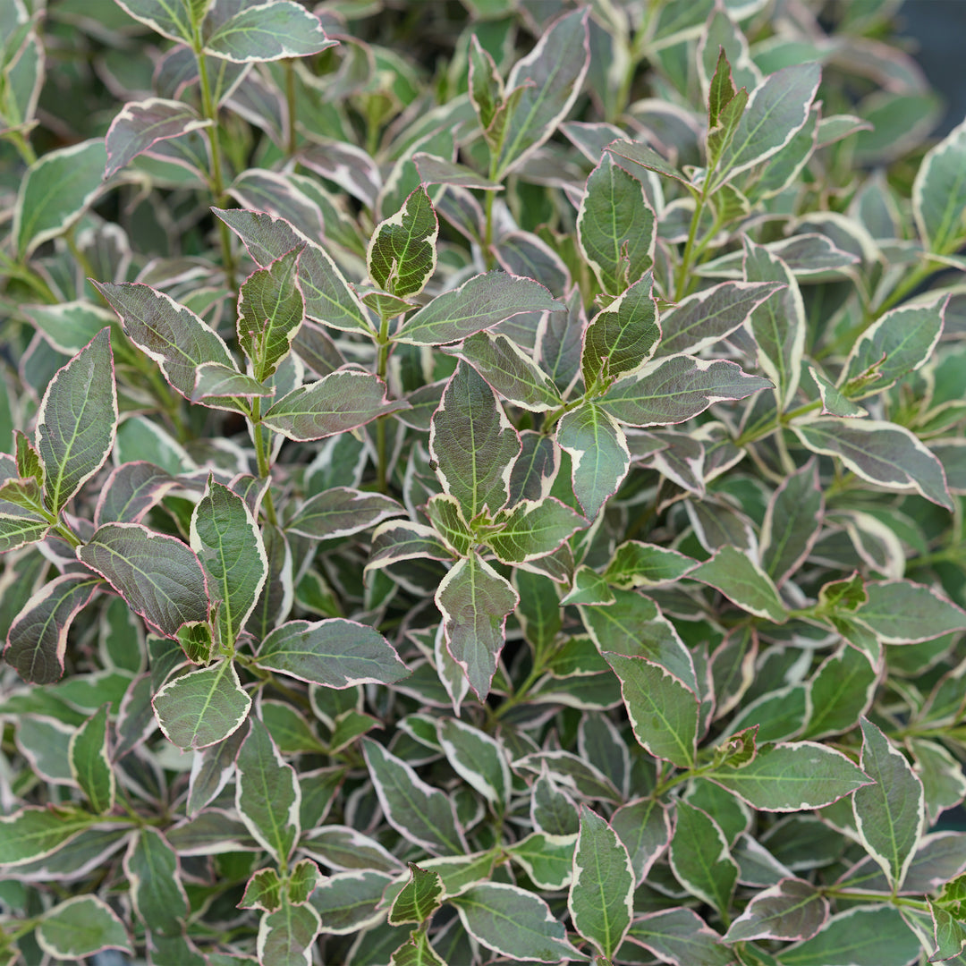 My Monet Purple Effect® Weigela
