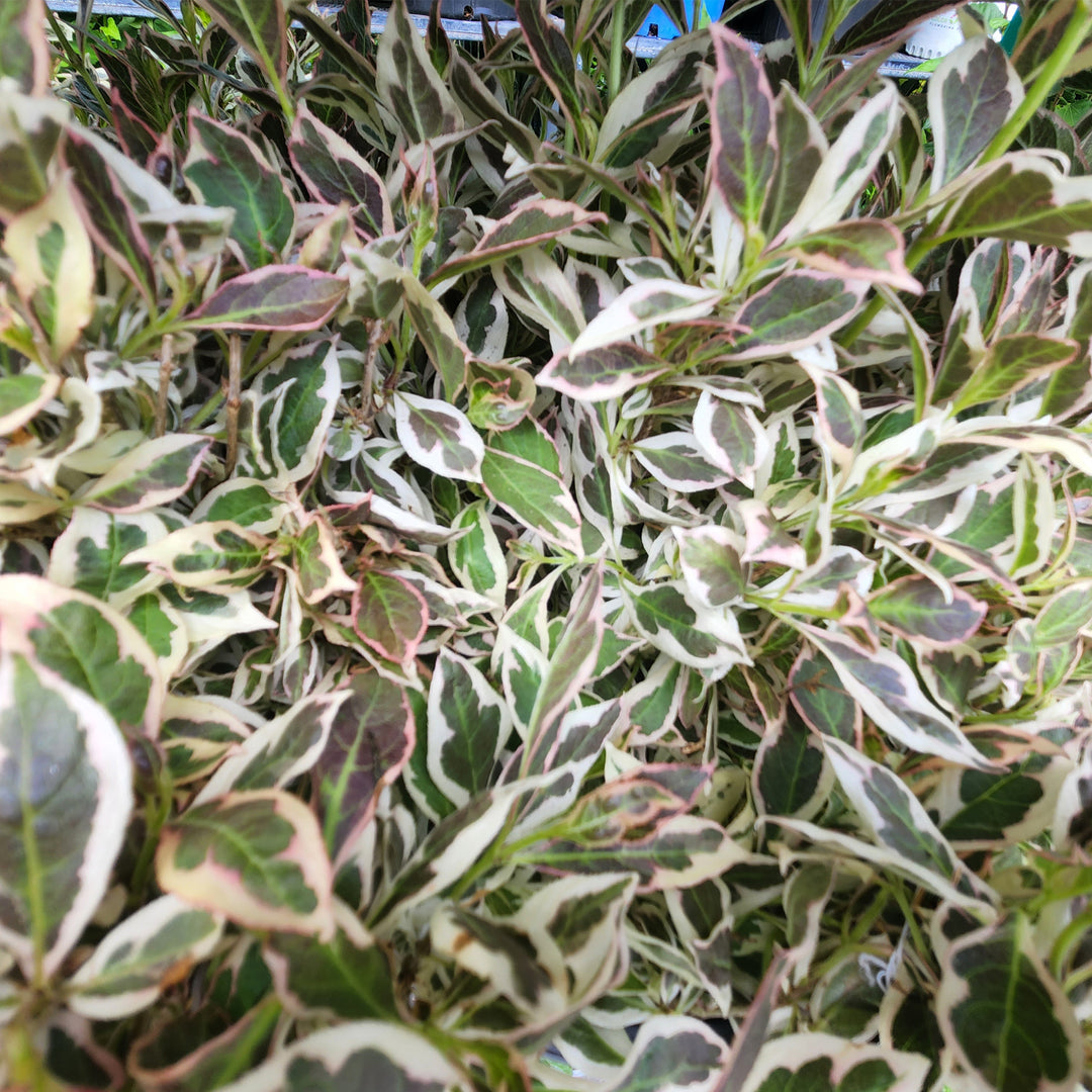 My Monet Purple Effect® Weigela