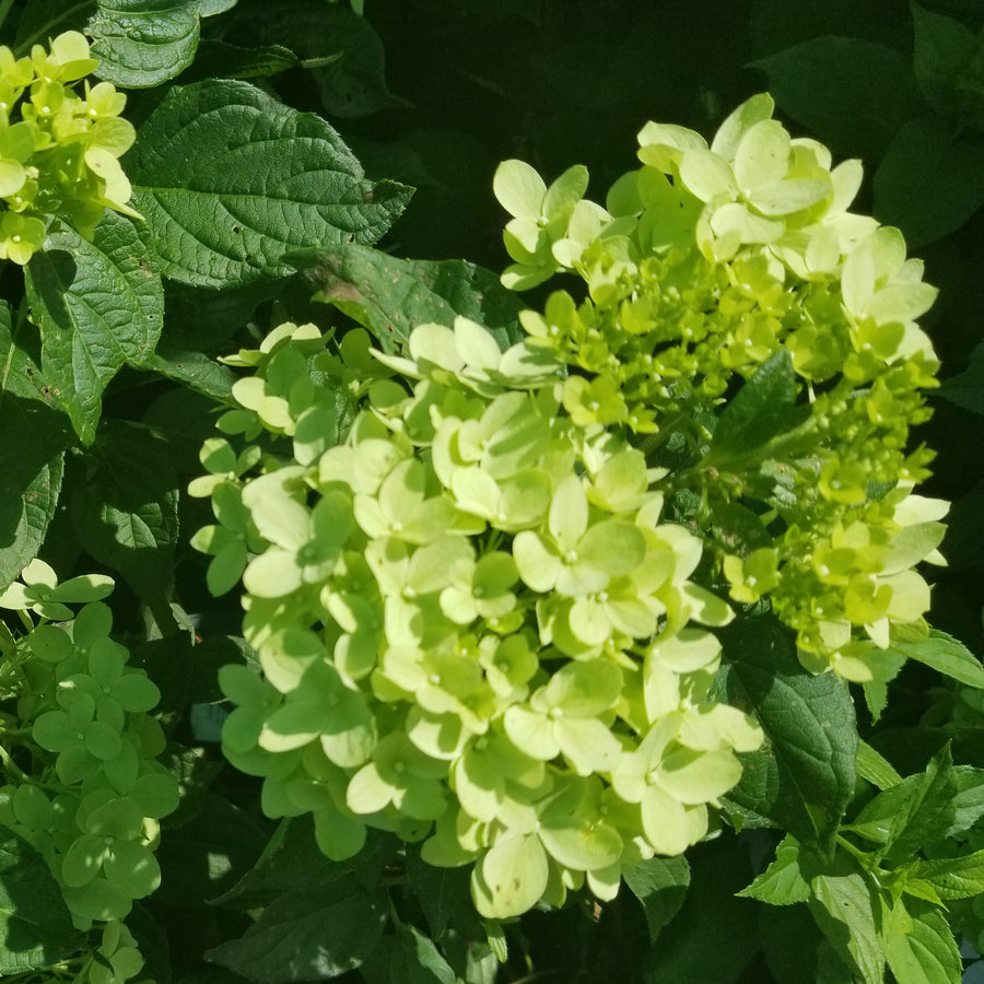 Little Lime® Panicle Hydrangea - Tree Form
