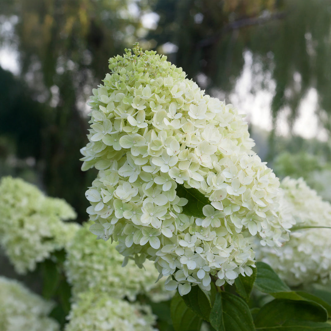 Little Lime® Panicle Hydrangea - Tree Form