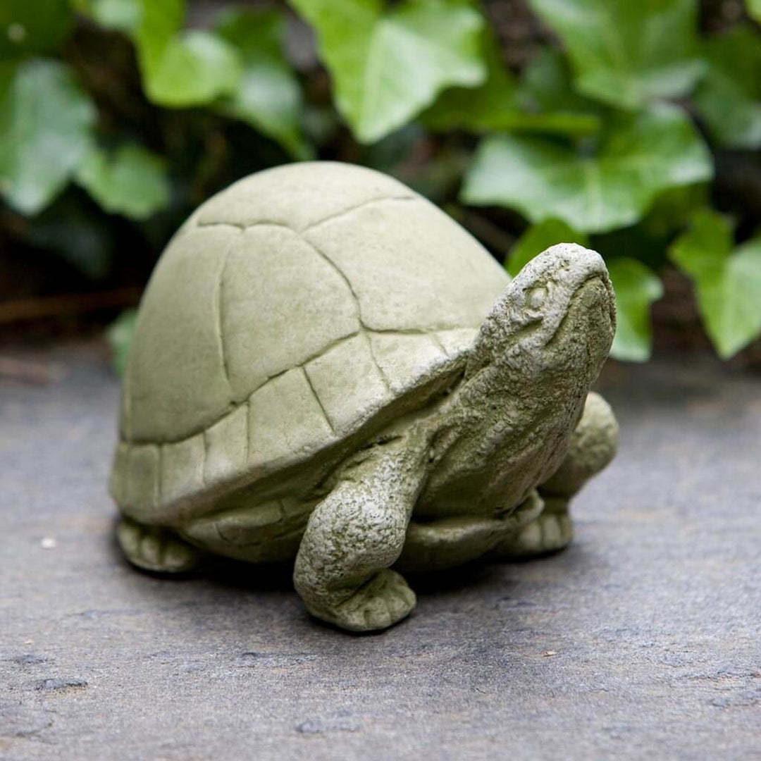 Box Turtle