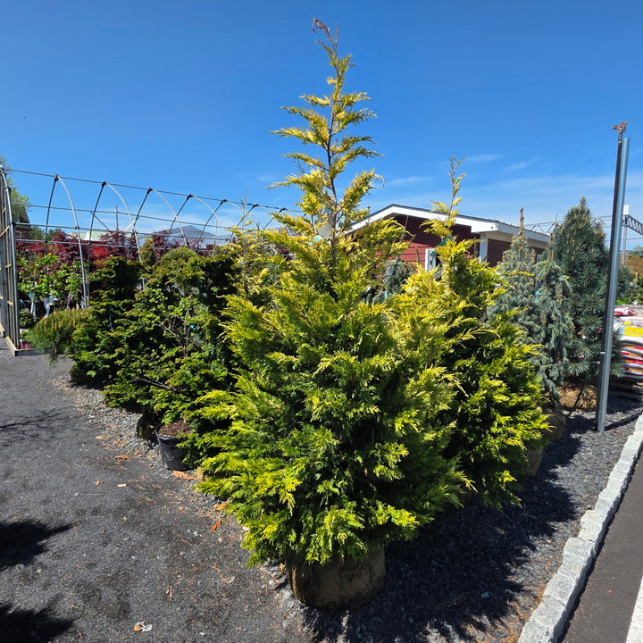Golden Rider Cyress Gold Rider Leyland Cypress – Gasper Home & Garden