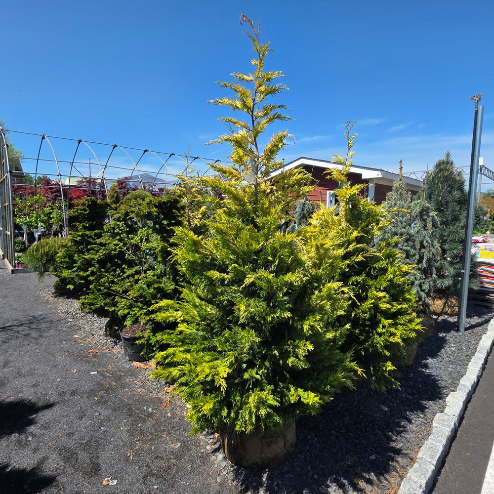 Gold Rider Leyland Cypress