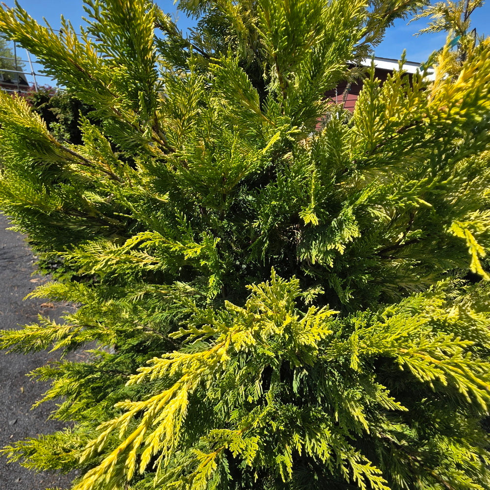 Gold Rider Leyland Cypress