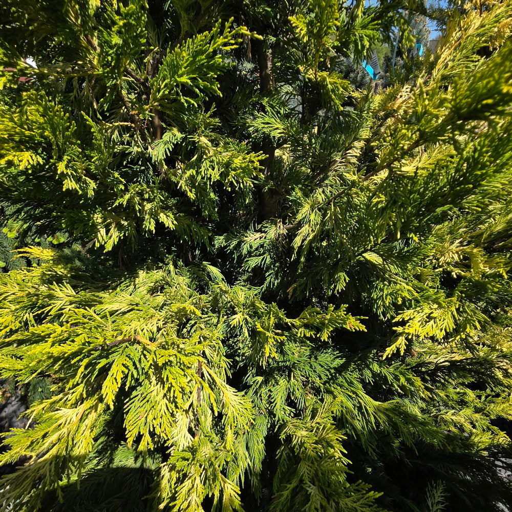 Golden Rider Cyress Gold Rider Leyland Cypress – Gasper Home & Garden