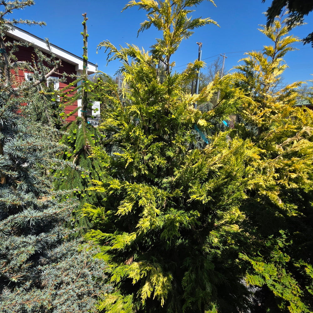 Golden Rider Cyress Gold Rider Leyland Cypress – Gasper Home & Garden