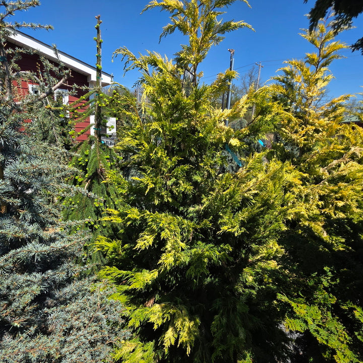Gold Rider Leyland Cypress