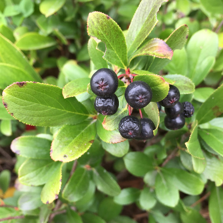 Low Scape Mound® Aronia