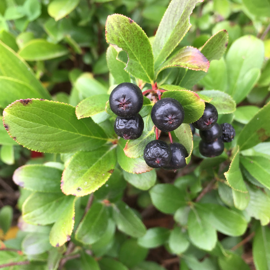 Low Scape Mound® Aronia