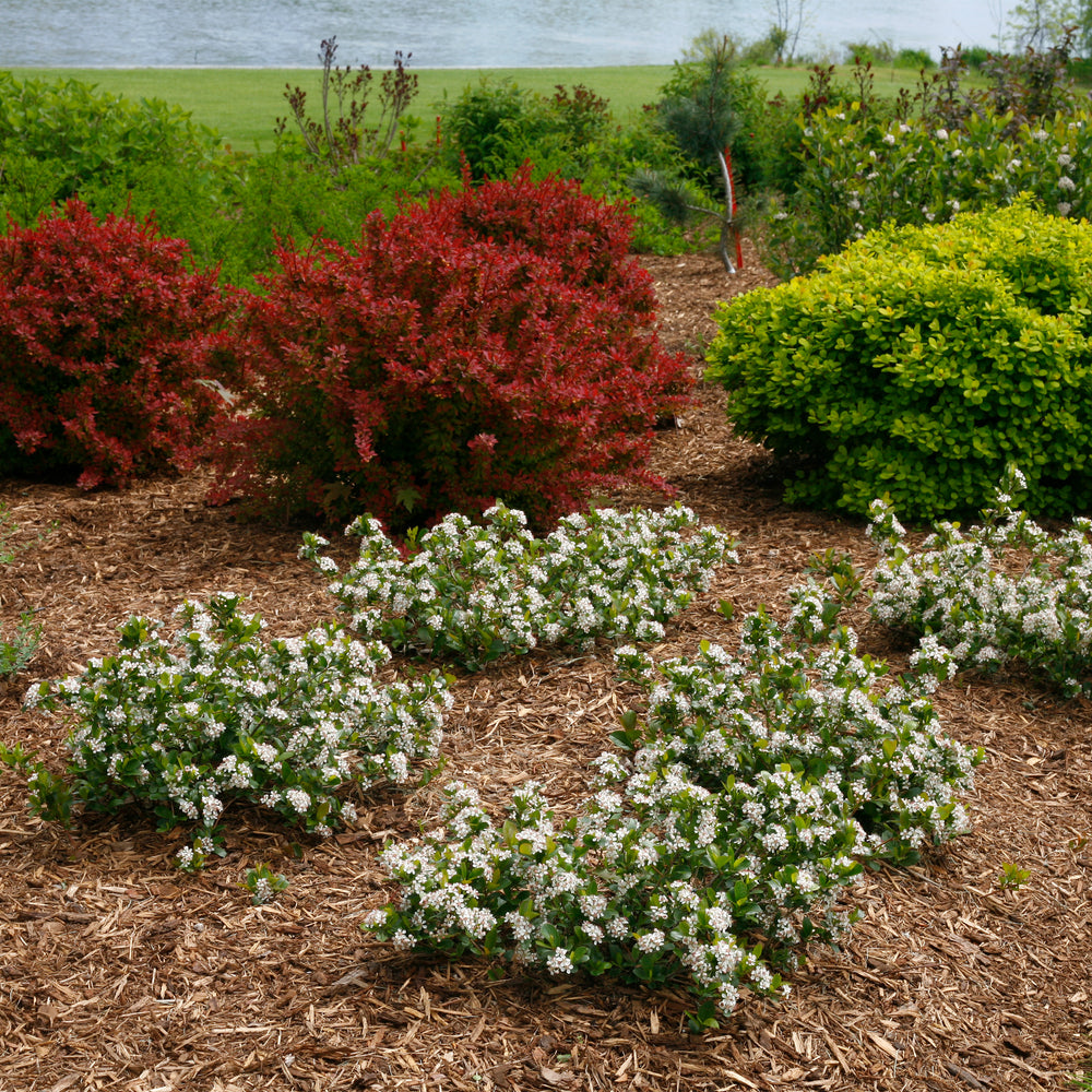Low Scape Mound® Aronia