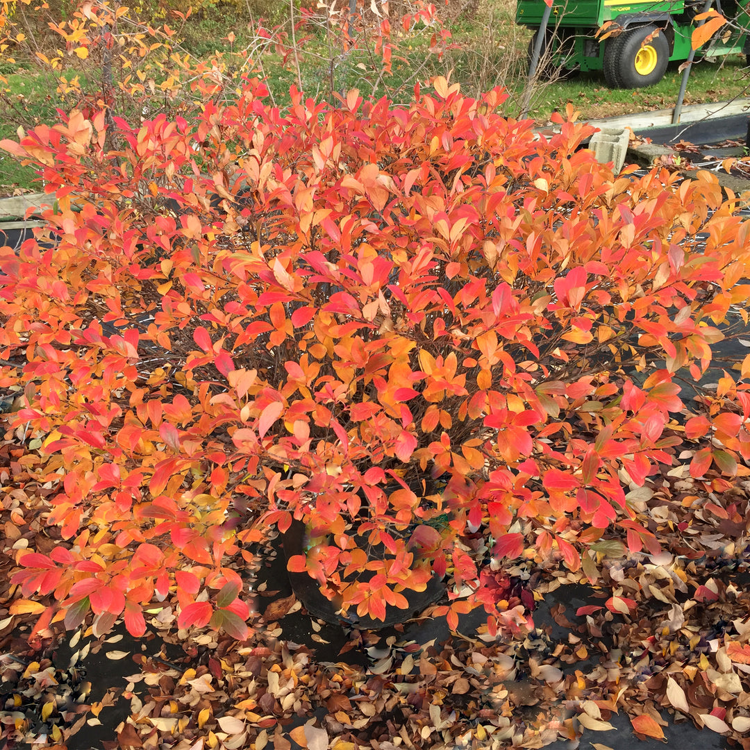 Low Scape Mound® Aronia